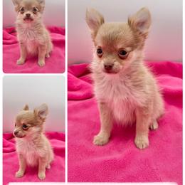 Kim - Chocolate blue female Chihuahua puppy in Williamsburg, Virginia from PAWSitive Cheeky Chihuahuas