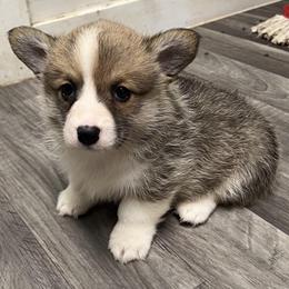 American Corgi and Pembroke Welsh Corgi Puppies from Woodwick Corgis