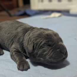 Purple collar - Gray female Cane Corso puppy in Cove, Oregon from Bane's Legacy Cane Corso