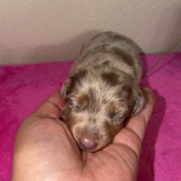Barbie - Dapple female Dachshund puppy in Grass Valley, California from Mis Doxie