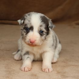 Purple Collar - Slate merle female Border Collie puppy in Courtland, Alabama from C Bar C Ranch Border Collies