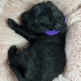 Girl 1 - female Goldendoodle puppy in Frederick, Maryland from Loving Doodles