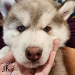 Siberian Husky Puppies from JK Wisteria Huskies
