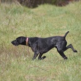 Treeing Walker Coonhounds from Con-Man Kennels