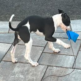 Italian Greyhound Puppies from Fisher Link