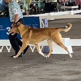 Duke - Collie