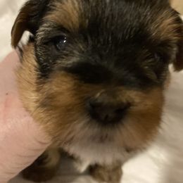 Assorted Doodle Crosses, Double Doodle, Maltipoo, Morkie, and Yorkipoo Puppies from Danza Bolo