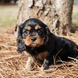 Rumor - Black and tan female Cavalier King Charles Spaniel puppy in Lula, Georgia from Cavaliers by Crumley