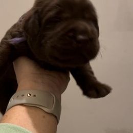Girl 1 - Black Labrador Retriever puppy in Hutto, Texas from Texas Bluebonnet Labs
