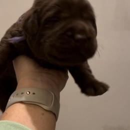 Girl 1 - Black Labrador Retriever puppy in Hutto, Texas from Texas Bluebonnet Labs