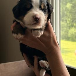 Yellow - Black rust and white male Bernese Mountain Dog puppy in Holland, New York from Must B Buffalo Berners