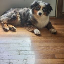 Kitara - Toy Australian Shepherd