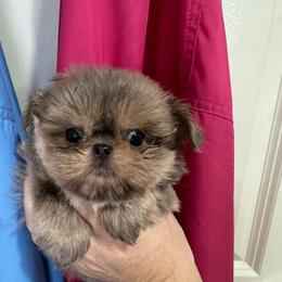 Cee Cee - Blue female Shih Tzu puppy in Spring, Texas from Precious Tzu Crew