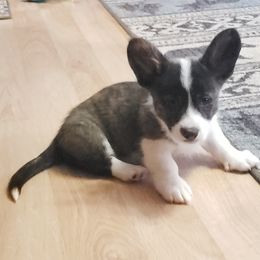 Toad - Brindle and white male Cardigan Welsh Corgi puppy in Myton, Utah from Cardigan Corgi Cuties 💓