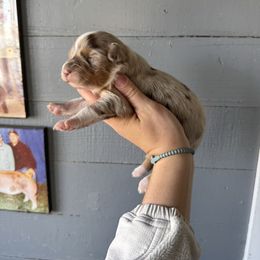 Girl 2 - Red merle female Australian Shepherd puppy in Marion, Indiana from Sweetser Shepherds