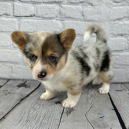 Joy - Blue merle and white female American Corgi puppy in Waskom, Texas from Piney Woods Corgis