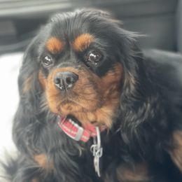 Cavalier King Charles Spaniels from Agape Farm Cavaliers