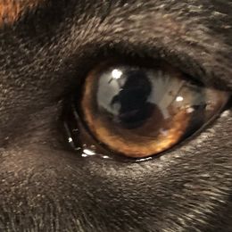 Doberman Pinschers from Odremans Dobermans