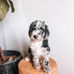 Reef Green Collar - Merle male Sheepadoodle puppy in Republic, Missouri from DOOD & Co