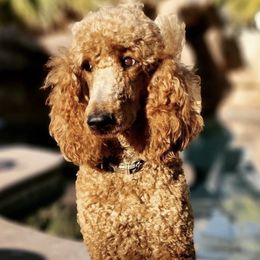 Goldendoodles and Poodles from Red Cliffs Poodles and Doodles
