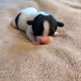Boy 3 - White black and tan male Papillon puppy in Stamford, Connecticut from Anton's Papillons