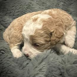 Blitzen - Red male Cavapoo puppy in Bradenton, Florida from Christianna’s Mini Goldendoodles