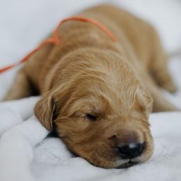 Bronx - Orange Collar - Dark golden male Golden Retriever puppy in Stockton, California from Golden Weenie Club