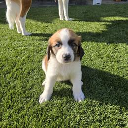 Girl 5 - female Saint Berdoodle puppy in Menifee, California from Royal Saint Bernards