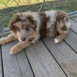 Australian Shepherd Puppies from 3 Crosses Kennels