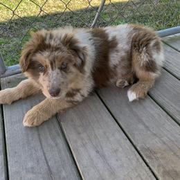 Australian Shepherd Puppies from 3 Crosses Kennels