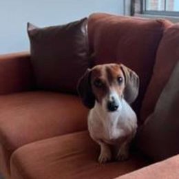 Dexter - Dachshund