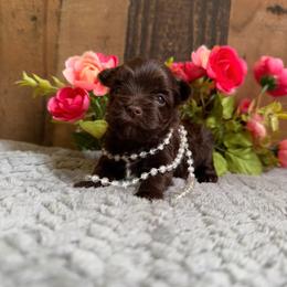 Coco Chanel - Chocolate and tan female Yorkshire Terrier puppy in Howe, Oklahoma from Ray Holder
