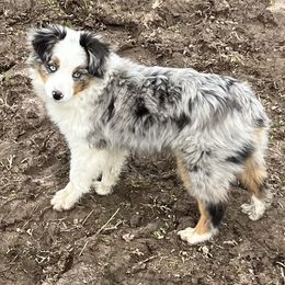 Miniature Australian Shepherds from Misty View Ranch
