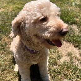 Aurora - Australian Labradoodle