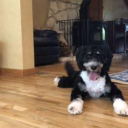 Molly - Bernedoodle