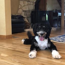 Molly - Bernedoodle