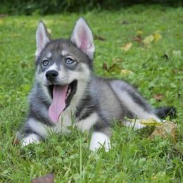 Luxor - Agouti and white male Siberian Husky puppy in Knoxville, Tennessee from The Siberian Empire