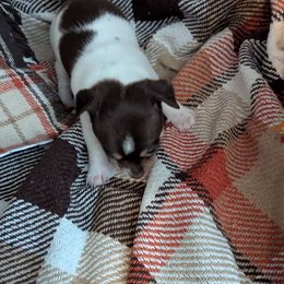 Little Bitty - Chocolate sabled fawn male Chihuahua puppy in Waycross, Georgia from OakView Farm Chihuahuas FB