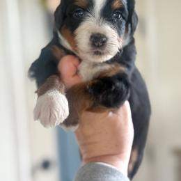 Orange🧡 - Black tri-color female Aussiedoodle puppy in Granbury, Texas from Triple Cross Doodles