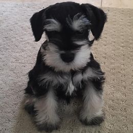 Miniature Schnauzer Puppies from Caesars Creek Miniature Schnauzers