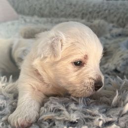 Jinx - White male West Highland White Terrier puppy in North Muskegon, Michigan from Bountiful Westies of West Michigan