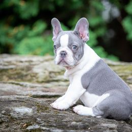 French Bulldog Puppies from Bleu Rock French Bulldogs