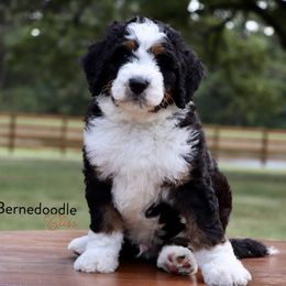 Bernedoodle Puppies from Bernedoodle Bliss