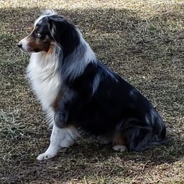 Blar - Miniature Australian Shepherd