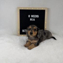 Mia - Dapple female Dachshund puppy in Dickinson, Texas from Beth’s Doxieland