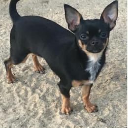 Tatiana - Chihuahua