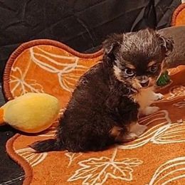 Lil Muffin - Black and tan male Chihuahua puppy in Weatherford, Texas from Small and Mighty Chihuahuas