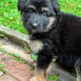 Girl 4 - Black and tan female German Shepherd puppy in Lordstown, Ohio from Jewels German Shepherd