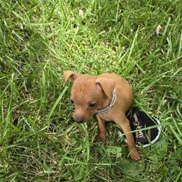 Riki - Stag red male Miniature Pinscher puppy in Bourbon, Missouri from Eriphos Farm Kennel
