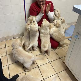 Golden Retriever Puppies from Ruff Life Goldens